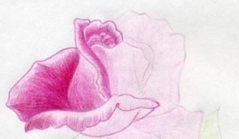 Как легко нарисовать розу поэтапно карандашом — красиво